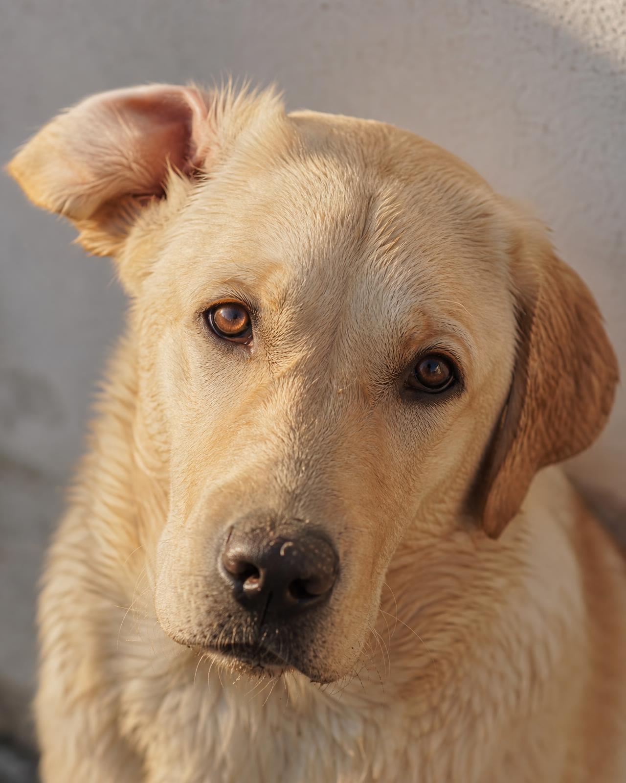A calm golden retriever resting in a warm, sunlit room